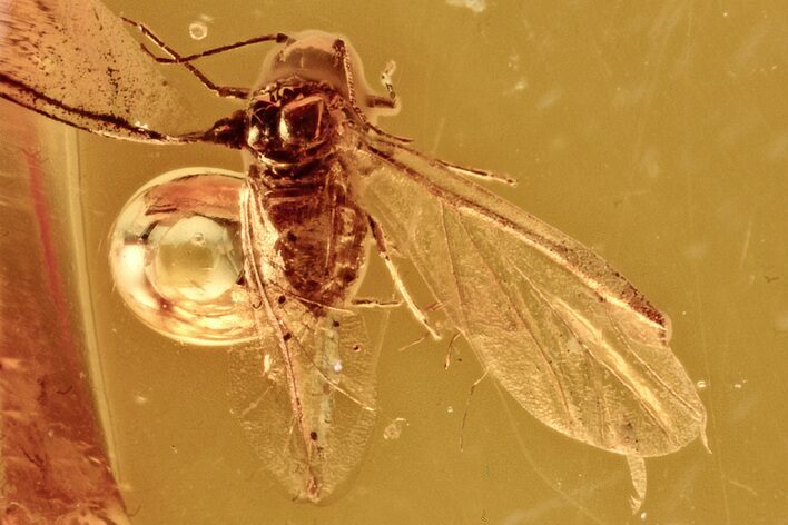 Detailed Fossil Aphid (Aphidoidea) in Baltic Amber #278905